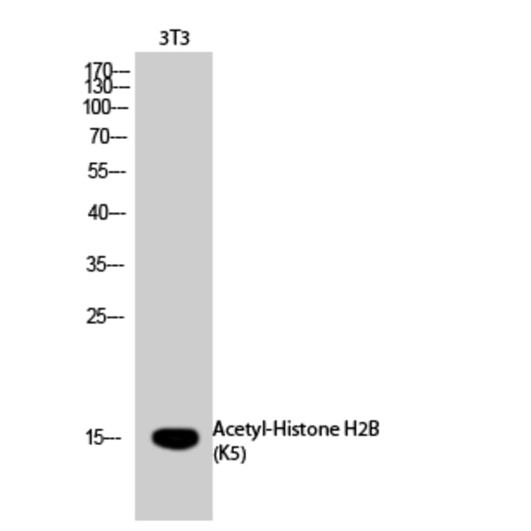 Western Blot - Anti-Histone H2B (acetyl Lys5) Antibody (D0003) - Antibodies.com