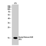 Western Blot - Anti-Histone H2B (acetyl Lys5) Antibody (D0003) - Antibodies.com
