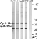 Western Blot - Anti-Cyclin H (phospho Thr315) Antibody (A0881) - Antibodies.com