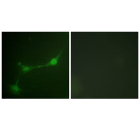 Immunofluorescence - Anti-Ataxin 1 (phospho Ser776) Antibody (A0771) - Antibodies.com
