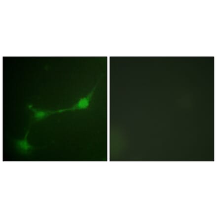 Immunofluorescence - Anti-Ataxin 1 (phospho Ser776) Antibody (A0771) - Antibodies.com