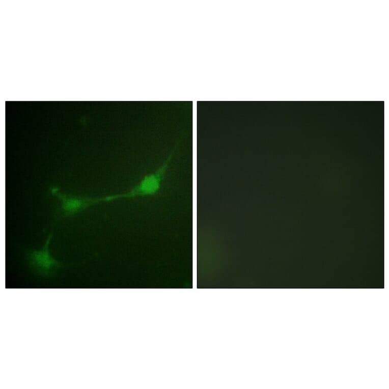 Immunofluorescence - Anti-Ataxin 1 (phospho Ser776) Antibody (A0771) - Antibodies.com