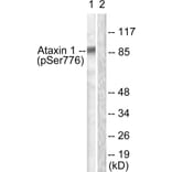 Western Blot - Anti-Ataxin 1 (phospho Ser776) Antibody (A0771) - Antibodies.com