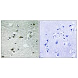 Immunohistochemistry - Anti-CSNK1G1 (phospho Tyr263) Antibody (A8089) - Antibodies.com
