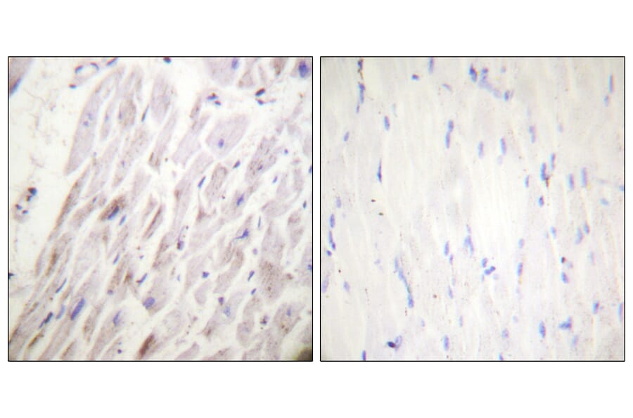 Immunohistochemistry - Anti-Dematin (phospho Ser403) Antibody (A0904) - Antibodies.com