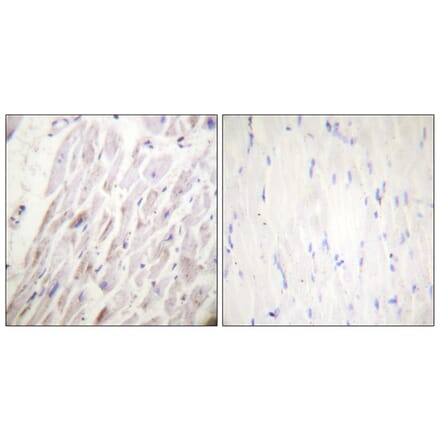 Immunohistochemistry - Anti-Dematin (phospho Ser403) Antibody (A0904) - Antibodies.com