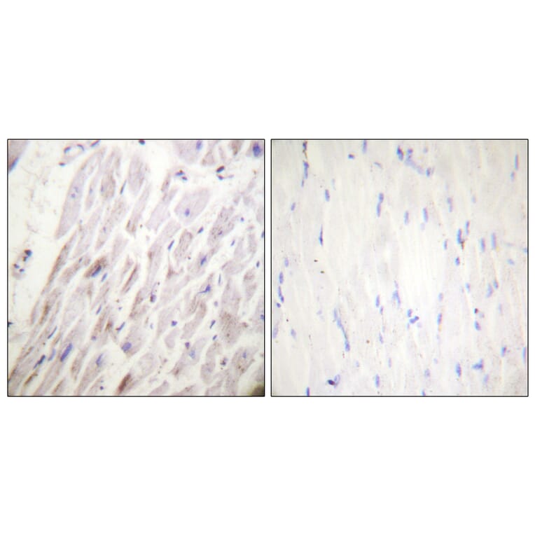 Immunohistochemistry - Anti-Dematin (phospho Ser403) Antibody (A0904) - Antibodies.com