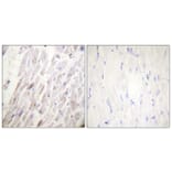Immunohistochemistry - Anti-Dematin (phospho Ser403) Antibody (A0904) - Antibodies.com