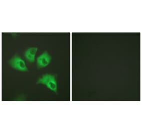 Immunofluorescence - Anti-Kir5.1 (phospho Ser417) Antibody (A1083) - Antibodies.com