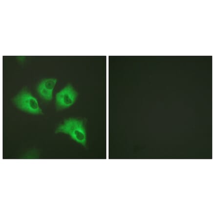 Immunofluorescence - Anti-Kir5.1 (phospho Ser417) Antibody (A1083) - Antibodies.com