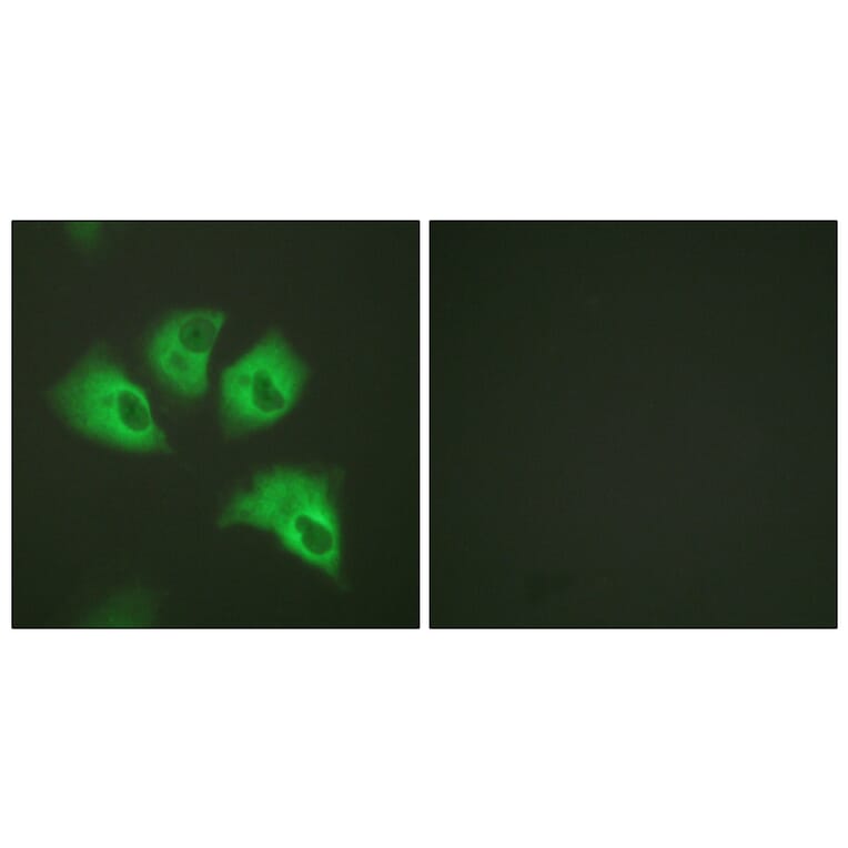 Immunofluorescence - Anti-Kir5.1 (phospho Ser417) Antibody (A1083) - Antibodies.com