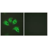 Immunofluorescence - Anti-Kir5.1 (phospho Ser417) Antibody (A1083) - Antibodies.com