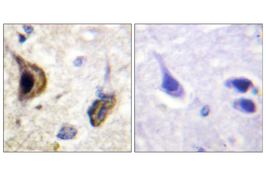 Immunohistochemistry - Anti-Kir5.1 (phospho Ser417) Antibody (A1083) - Antibodies.com