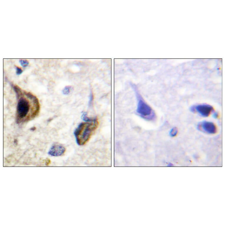 Immunohistochemistry - Anti-Kir5.1 (phospho Ser417) Antibody (A1083) - Antibodies.com