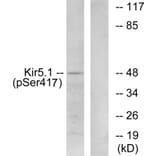 Western Blot - Anti-Kir5.1 (phospho Ser417) Antibody (A1083) - Antibodies.com