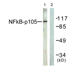 Western Blot - Anti-NF kappa B p105 / p50 Antibody (B0021) - Antibodies.com