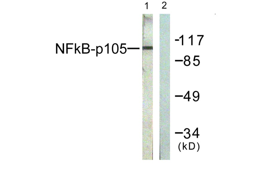 Western Blot - Anti-NF kappa B p105 / p50 Antibody (B0021) - Antibodies.com