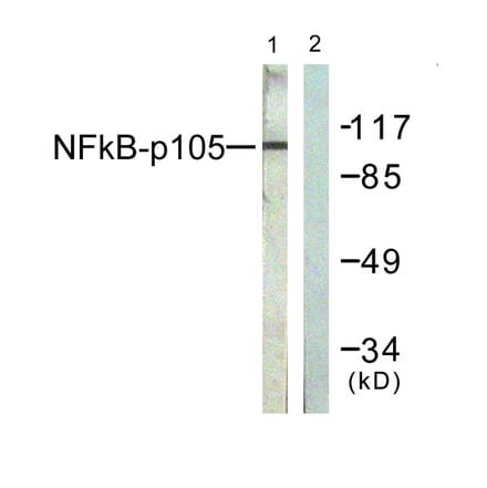 Western Blot - Anti-NF kappa B p105 / p50 Antibody (B0021) - Antibodies.com