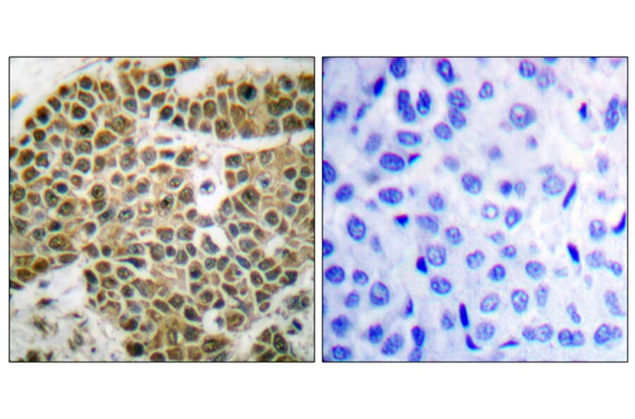 Immunohistochemistry - Anti-NF kappa B p105 / p50 Antibody (B0021) - Antibodies.com