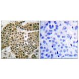 Immunohistochemistry - Anti-NF kappa B p105 / p50 Antibody (B0021) - Antibodies.com