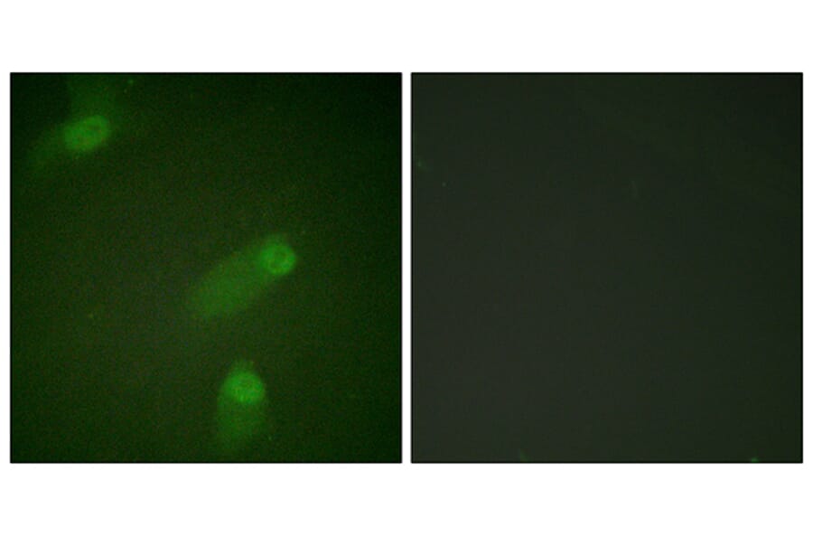 Immunofluorescence - Anti-NF kappa B p105 / p50 Antibody (B0021) - Antibodies.com