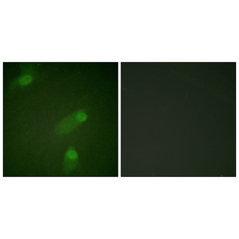 Immunofluorescence - Anti-NF kappa B p105 / p50 Antibody (B0021) - Antibodies.com