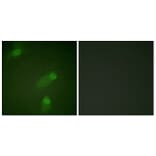 Immunofluorescence - Anti-NF kappa B p105 / p50 Antibody (B0021) - Antibodies.com