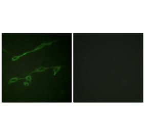 Immunofluorescence - Anti-VAV2 (phospho Tyr142) Antibody (A1241) - Antibodies.com