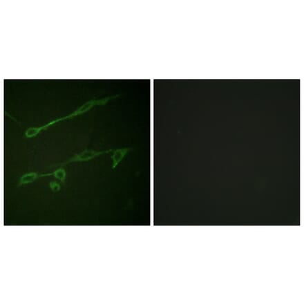 Immunofluorescence - Anti-VAV2 (phospho Tyr142) Antibody (A1241) - Antibodies.com