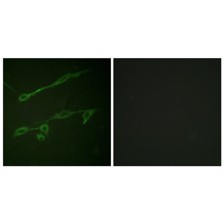 Immunofluorescence - Anti-VAV2 (phospho Tyr142) Antibody (A1241) - Antibodies.com