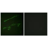 Immunofluorescence - Anti-VAV2 (phospho Tyr142) Antibody (A1241) - Antibodies.com