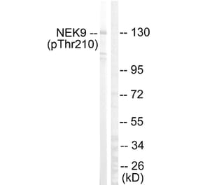 Western Blot - Anti-NEK9 (phospho Thr210) Antibody (A1159) - Antibodies.com