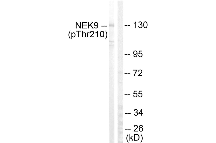 Western Blot - Anti-NEK9 (phospho Thr210) Antibody (A1159) - Antibodies.com