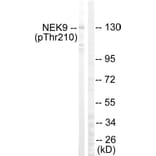 Western Blot - Anti-NEK9 (phospho Thr210) Antibody (A1159) - Antibodies.com