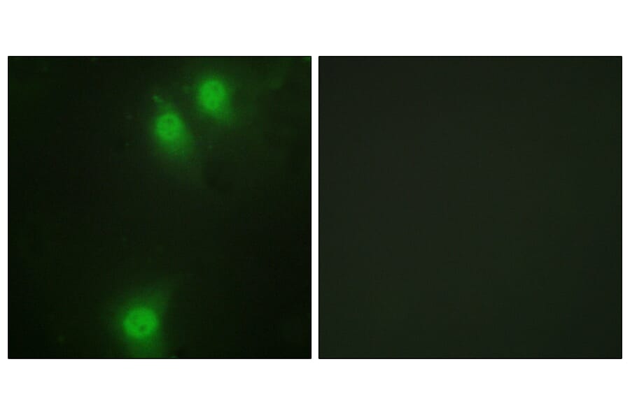 Immunofluorescence - Anti-NEK9 (phospho Thr210) Antibody (A1159) - Antibodies.com