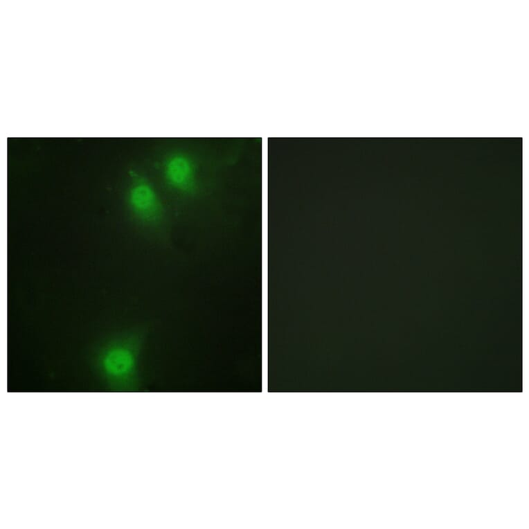 Immunofluorescence - Anti-NEK9 (phospho Thr210) Antibody (A1159) - Antibodies.com