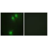 Immunofluorescence - Anti-NEK9 (phospho Thr210) Antibody (A1159) - Antibodies.com