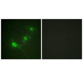Immunofluorescence - Anti-LKB1 (phospho Ser428) Antibody (A0672) - Antibodies.com