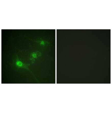 Immunofluorescence - Anti-LKB1 (phospho Ser428) Antibody (A0672) - Antibodies.com