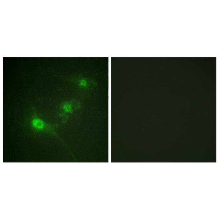 Immunofluorescence - Anti-LKB1 (phospho Ser428) Antibody (A0672) - Antibodies.com