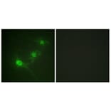 Immunofluorescence - Anti-LKB1 (phospho Ser428) Antibody (A0672) - Antibodies.com