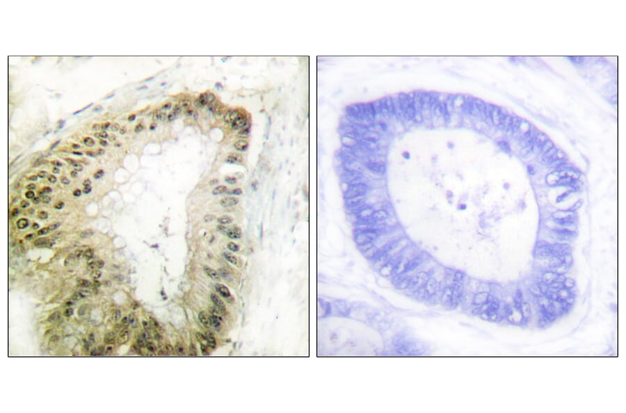 Immunohistochemistry - Anti-LKB1 (phospho Ser428) Antibody (A0672) - Antibodies.com