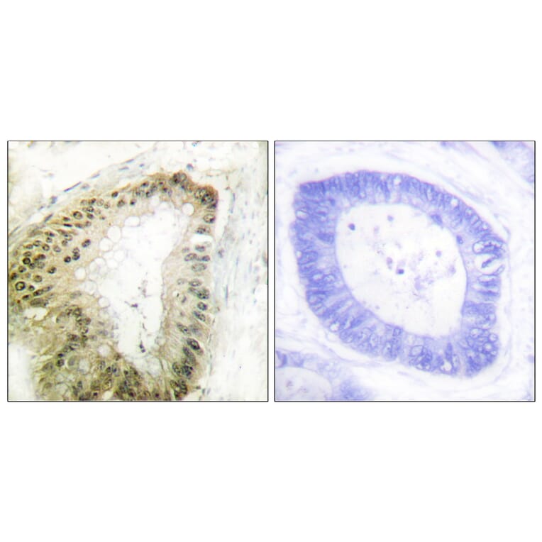 Immunohistochemistry - Anti-LKB1 (phospho Ser428) Antibody (A0672) - Antibodies.com