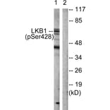 Western Blot - Anti-LKB1 (phospho Ser428) Antibody (A0672) - Antibodies.com