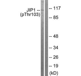 Western Blot - Anti-JIP1 (phospho Thr103) Antibody (A0954) - Antibodies.com