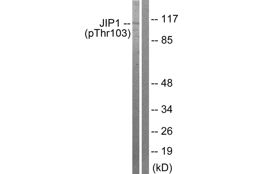 Western Blot - Anti-JIP1 (phospho Thr103) Antibody (A0954) - Antibodies.com