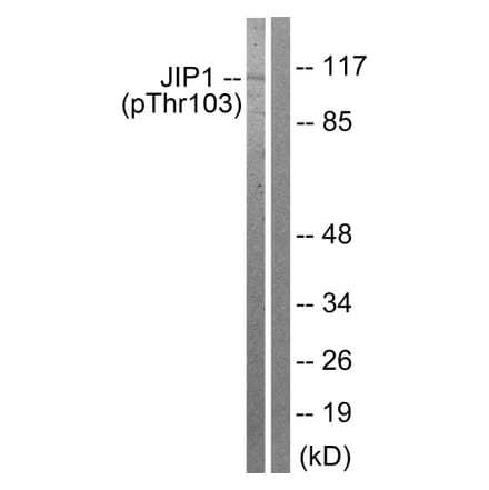 Western Blot - Anti-JIP1 (phospho Thr103) Antibody (A0954) - Antibodies.com