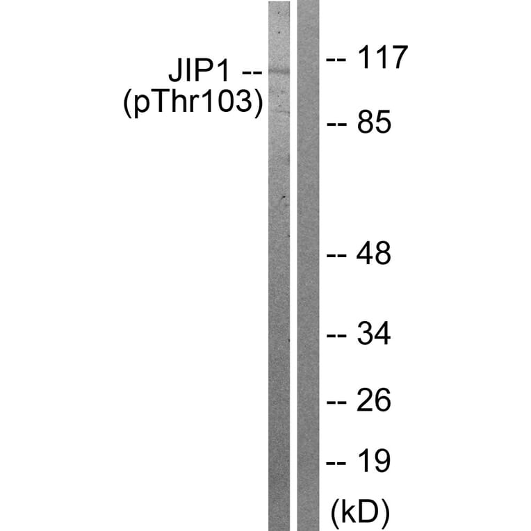 Western Blot - Anti-JIP1 (phospho Thr103) Antibody (A0954) - Antibodies.com