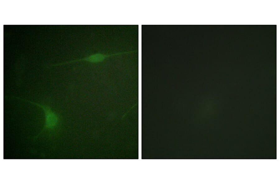 Immunofluorescence - Anti-JIP1 (phospho Thr103) Antibody (A0954) - Antibodies.com