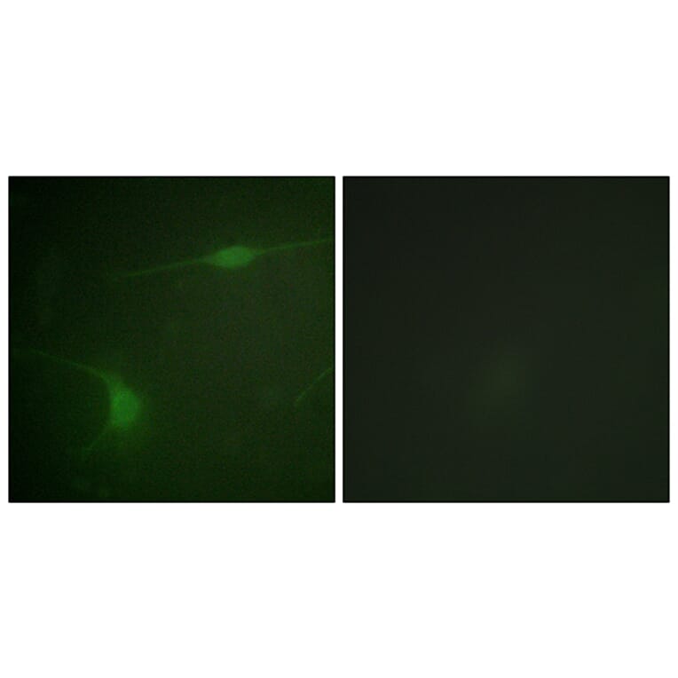 Immunofluorescence - Anti-JIP1 (phospho Thr103) Antibody (A0954) - Antibodies.com